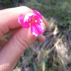 Photographie n°2166247 du taxon Gladiolus italicus Mill. [1768]