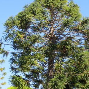 Photographie n°2166253 du taxon Araucaria bidwillii Hook. [1843]