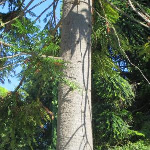 Photographie n°2166254 du taxon Araucaria bidwillii Hook. [1843]