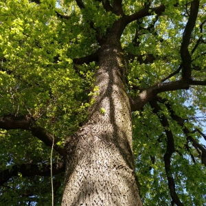 Photographie n°2166257 du taxon Quercus robur L. [1753]