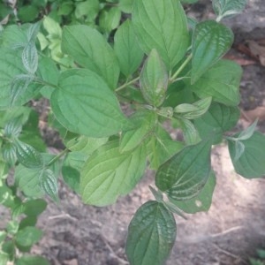 Photographie n°2166267 du taxon Cornus sanguinea L. [1753]