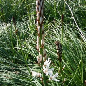 Photographie n°2166277 du taxon Asphodelus albus Mill. [1768]