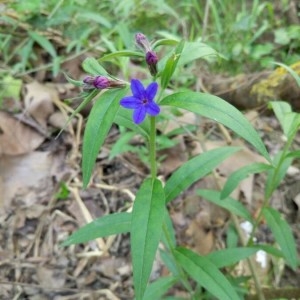 Photographie n°2166287 du taxon Buglossoides purpurocaerulea (L.) I.M.Johnst. [1954]
