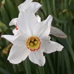 Photographie n°2166307 du taxon Narcissus poeticus L. [1753]