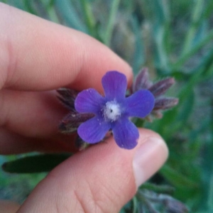 Photographie n°2166312 du taxon Anchusa italica Retz. [1779]