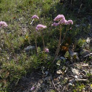 Photographie n°2166356 du taxon Valeriana L. [1753]