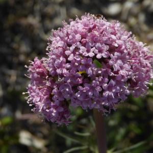 Photographie n°2166357 du taxon Valeriana L. [1753]