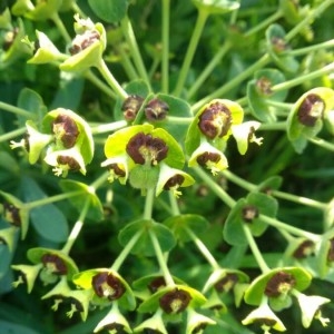 Photographie n°2166374 du taxon Euphorbia characias L.