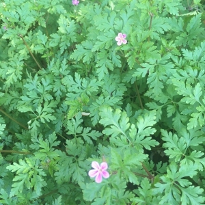 Photographie n°2166393 du taxon Geranium robertianum L. [1753]