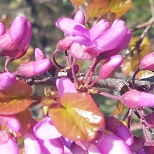 Photographie n°2166475 du taxon Cercis siliquastrum L. [1753]