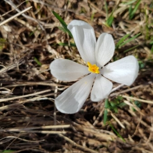 Photographie n°2166499 du taxon Crocus vernus (L.) Hill [1765]