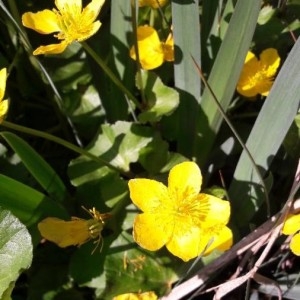 Photographie n°2166507 du taxon Caltha palustris L. [1753]