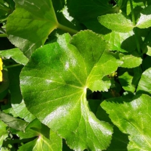 Photographie n°2166508 du taxon Caltha palustris L. [1753]