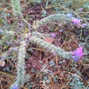 Photographie n°2166557 du taxon Echium vulgare L. [1753]