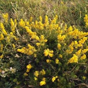 Photographie n°2166570 du taxon Galium verum L. [1753]