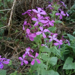 Photographie n°2166586 du taxon Lunaria annua L. [1753]