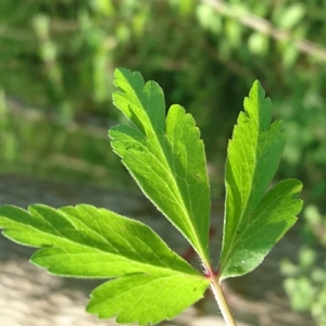 Photographie n°2166592 du taxon Anemone nemorosa L. [1753]