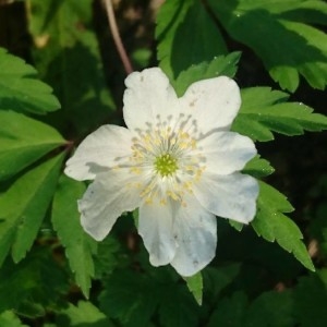 Photographie n°2166593 du taxon Anemone nemorosa L. [1753]