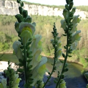 Photographie n°2166607 du taxon Antirrhinum majus L. [1753]