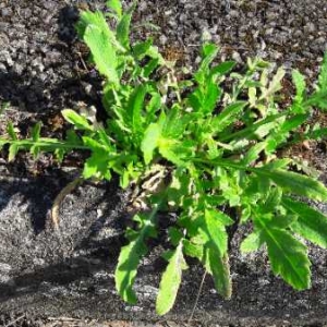 Photographie n°2166625 du taxon Papaver L. [1753]