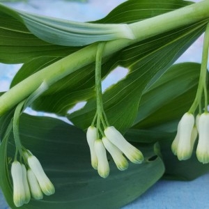 Photographie n°2166687 du taxon Polygonatum multiflorum (L.) All. [1785]