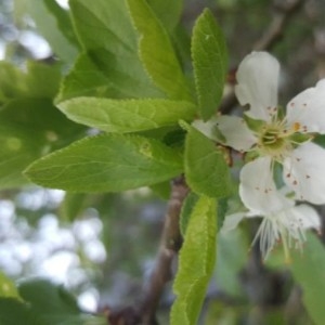 Photographie n°2166701 du taxon Prunus domestica L. [1753]