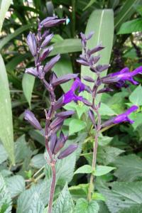 Alain Bigou, le 20 octobre 2016 (Nérac (Parc de la Garenne))