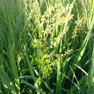 Photographie n°2166745 du taxon Rumex acetosella L. [1753]