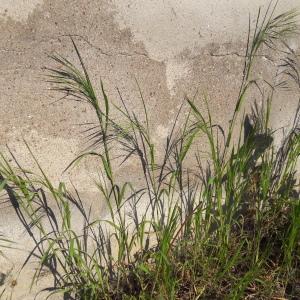 Photographie n°2166755 du taxon Bromus sterilis L. [1753]