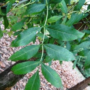 Photographie n°2166804 du taxon Fraxinus excelsior L. [1753]