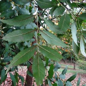 Photographie n°2166805 du taxon Fraxinus excelsior L. [1753]