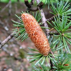 Photographie n°2166813 du taxon Cedrus atlantica (Manetti ex Endl.) Carrière [1855]