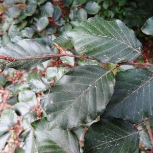 Photographie n°2166833 du taxon Fagus sylvatica f. sylvatica 