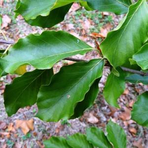 Photographie n°2166845 du taxon Fagus sylvatica f. sylvatica 