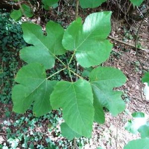 Photographie n°2166855 du taxon Ficus carica L. [1753]