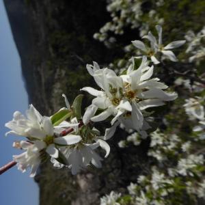 Photographie n°2166868 du taxon Amelanchier ovalis Medik. [1793]