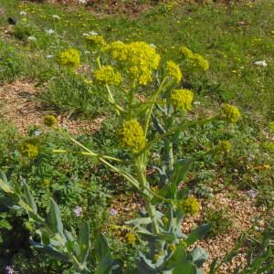 Photographie n°2166877 du taxon Isatis tinctoria L. [1753]