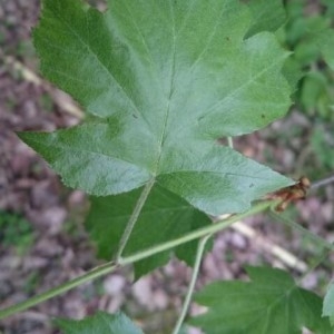 Photographie n°2166883 du taxon Sorbus torminalis (L.) Crantz [1763]