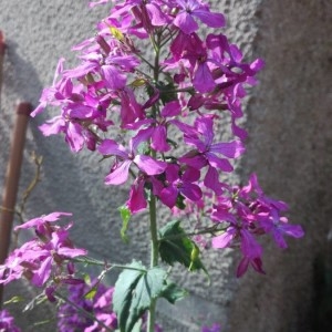 Photographie n°2166905 du taxon Lunaria annua L. [1753]