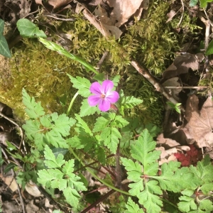 Photographie n°2166911 du taxon Geranium robertianum L. [1753]