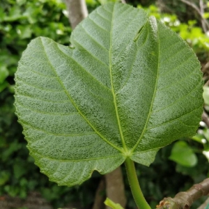 Photographie n°2166914 du taxon Ficus carica L. [1753]