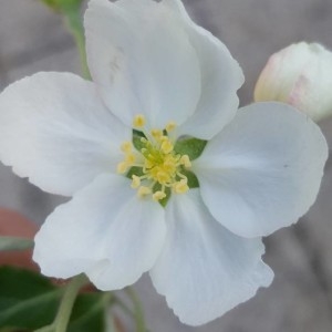 Photographie n°2166929 du taxon Malus domestica Borkh. [1803]