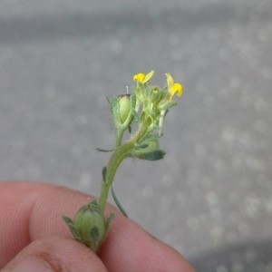 Photographie n°2166956 du taxon Linaria simplex (Willd.) DC. [1805]