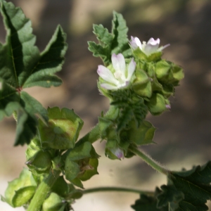 Photographie n°2167026 du taxon Lavatera cretica L. [1753]