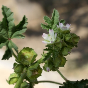 Photographie n°2167027 du taxon Lavatera cretica L. [1753]