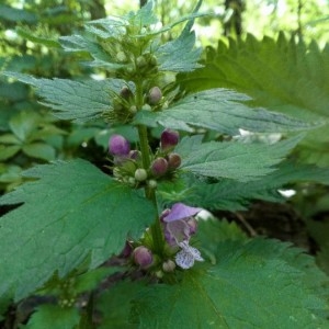 Photographie n°2167058 du taxon Lamium maculatum (L.) L. [1763]