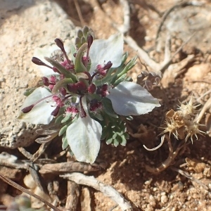 Photographie n°2167059 du taxon Nigella L. [1753]