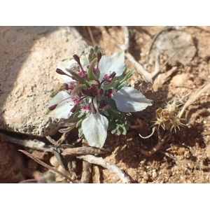 Nigella sp.