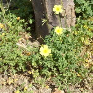 Photographie n°2167061 du taxon Oxalis pes-caprae L. [1753]