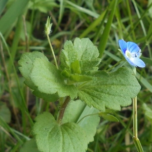 Photographie n°2167087 du taxon Veronica polita Fr. [1819]